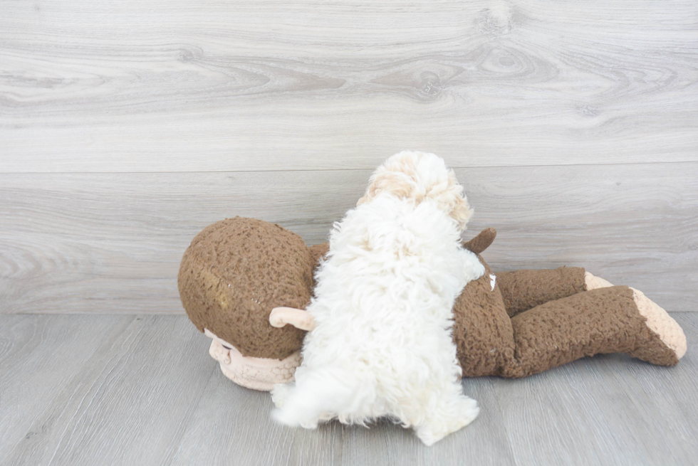 Little Bernadoodle Poodle Mix Puppy