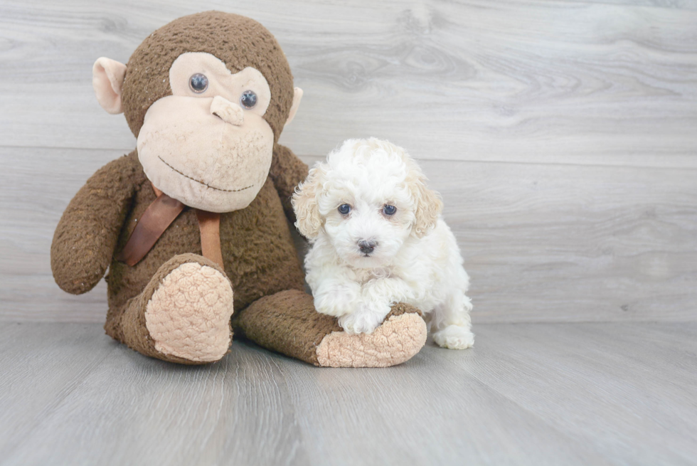 Mini Bernedoodle Puppy for Adoption