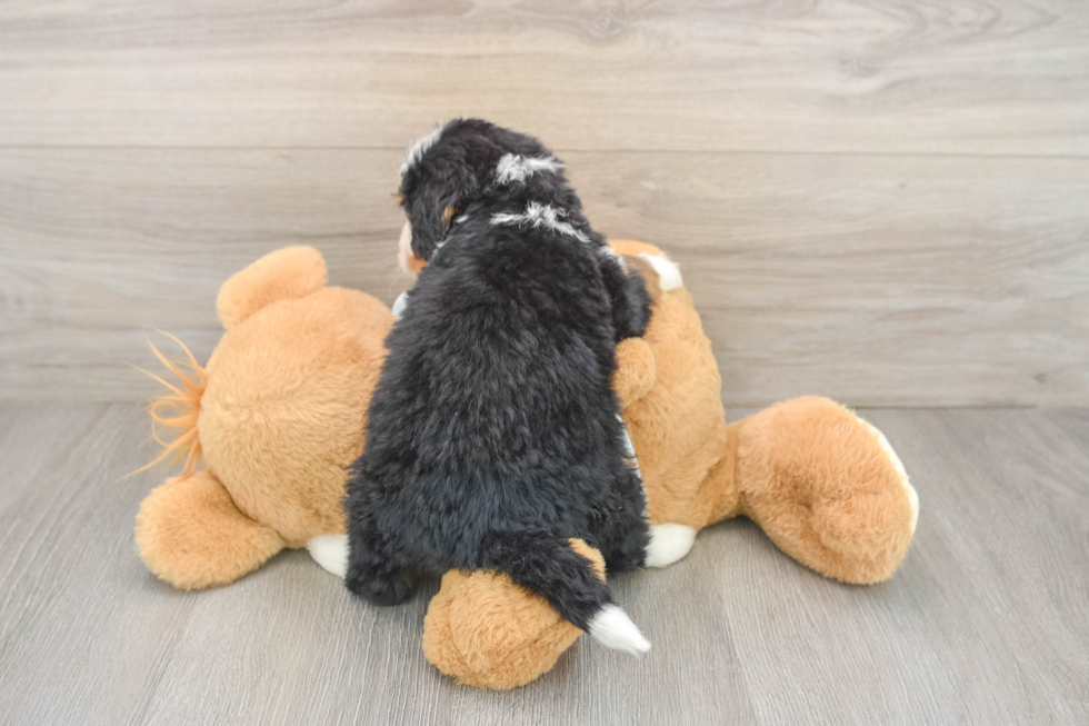 Best Mini Bernedoodle Baby