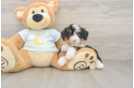 Mini Bernedoodle Pup Being Cute