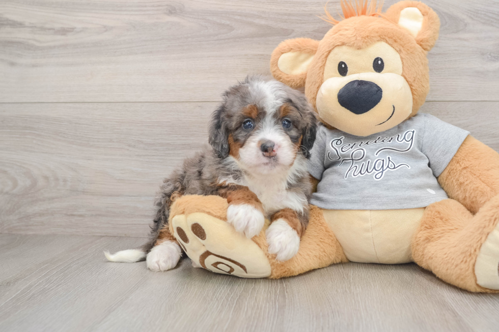 Mini Bernedoodle Puppy for Adoption