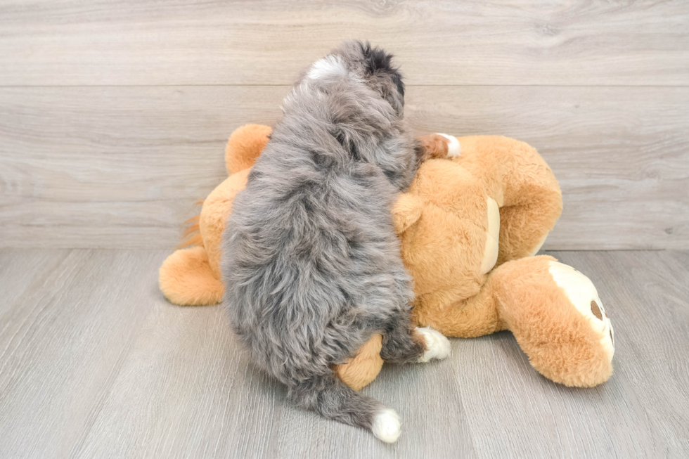 Popular Mini Bernedoodle Poodle Mix Pup
