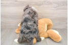Playful Mini Bernepoo Poodle Mix Puppy