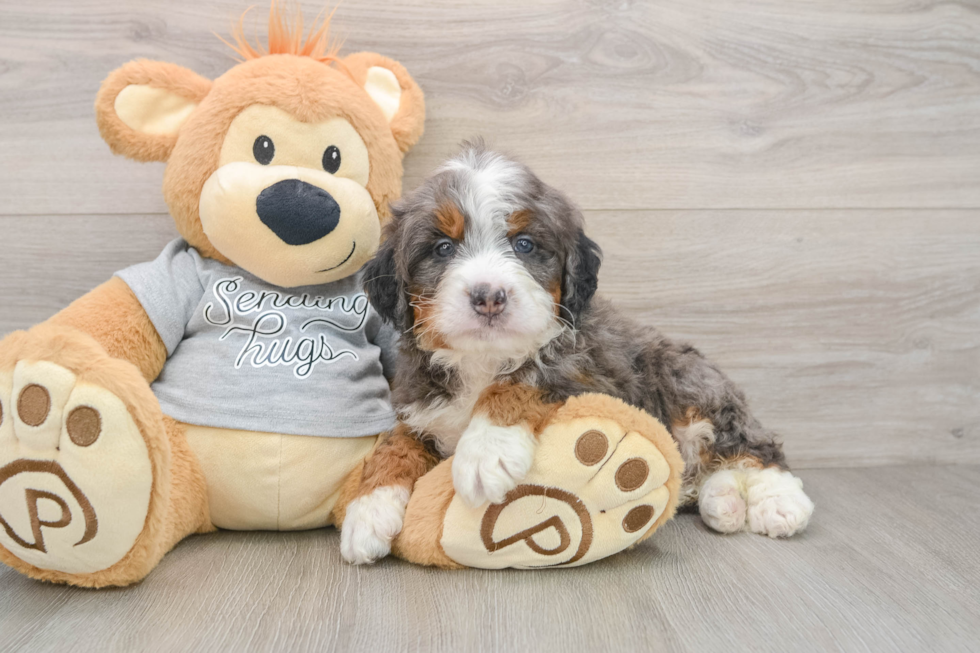 Best Mini Bernedoodle Baby