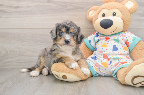 SAMSON, a Mini Bernedoodle littermate
