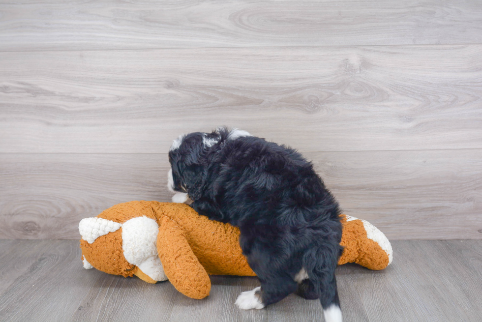 Mini Bernedoodle Pup Being Cute