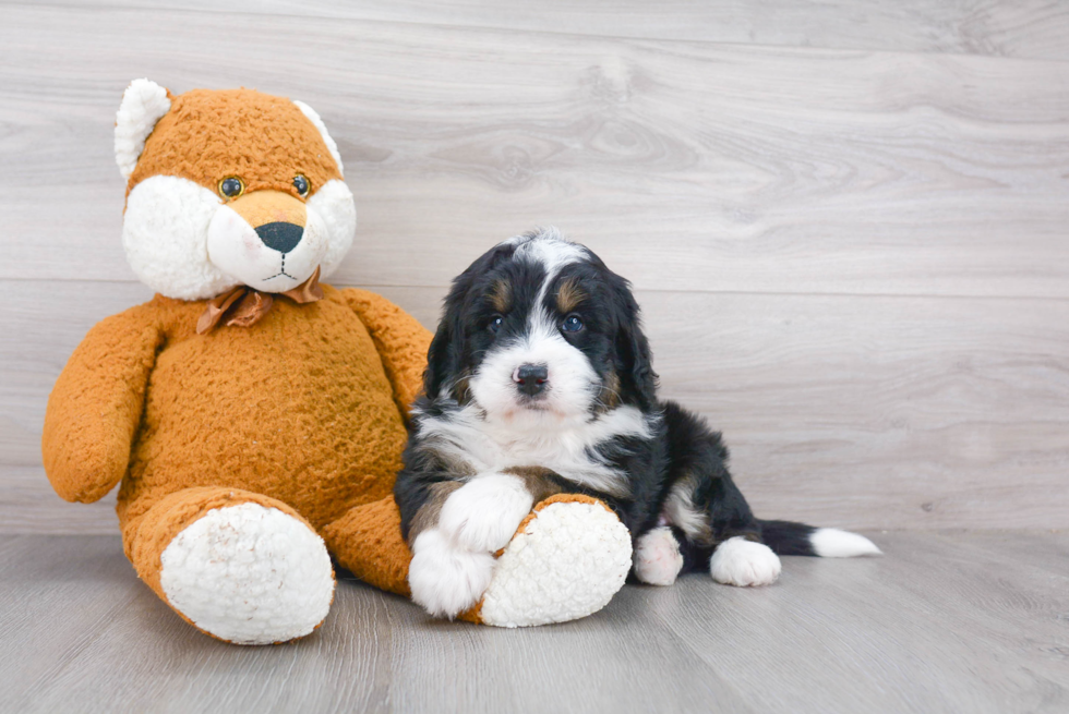 Mini Bernedoodle Puppy for Adoption