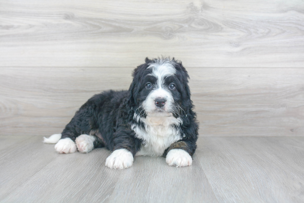 Best Mini Bernedoodle Baby
