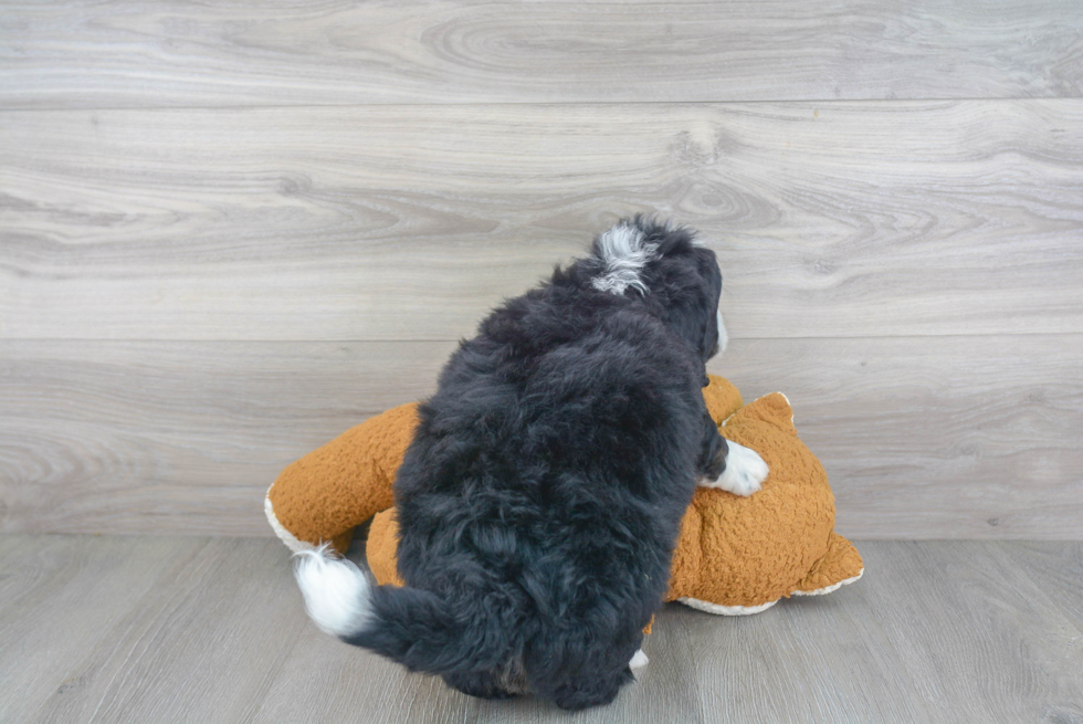 Happy Mini Bernedoodle Baby