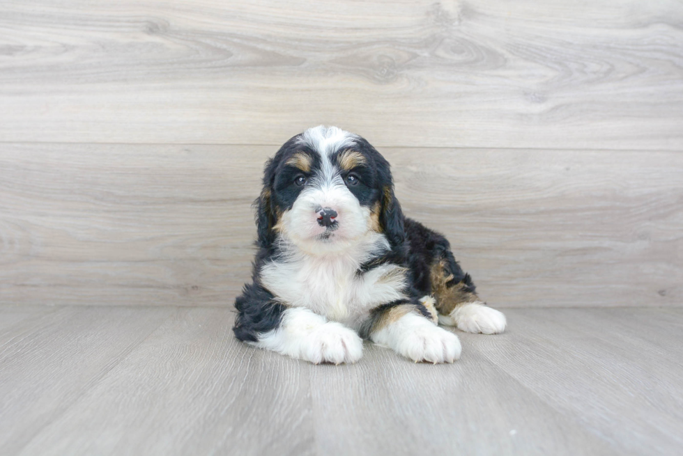 Mini Bernedoodle Pup Being Cute