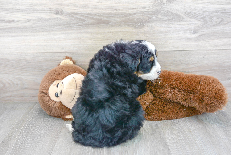 Cute Mini Bernedoodle Baby