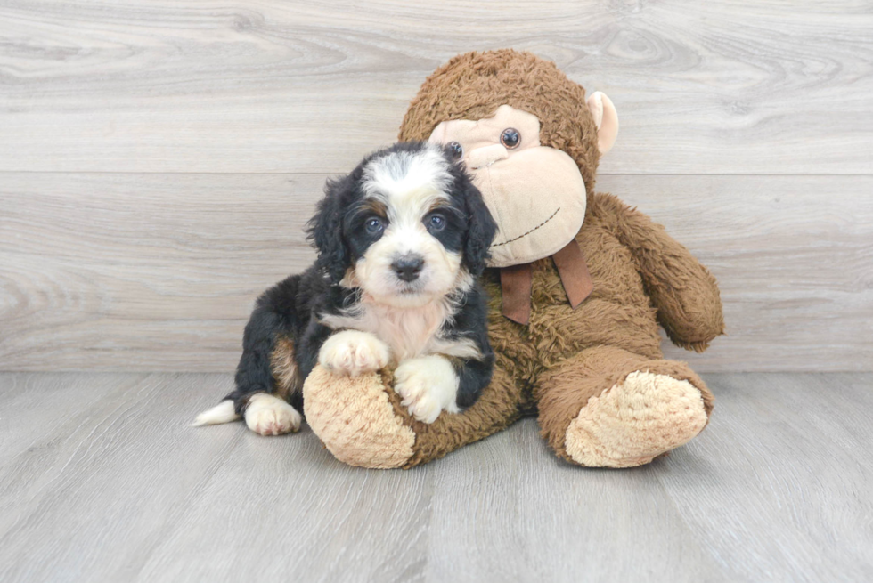 Cute Mini Bernedoodle Baby
