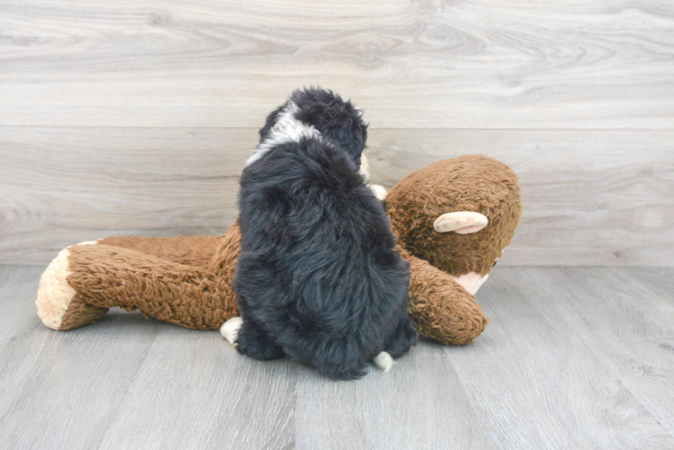 Little Mini Berniedoodle Poodle Mix Puppy