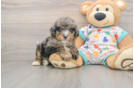 Mini Bernedoodle Pup Being Cute
