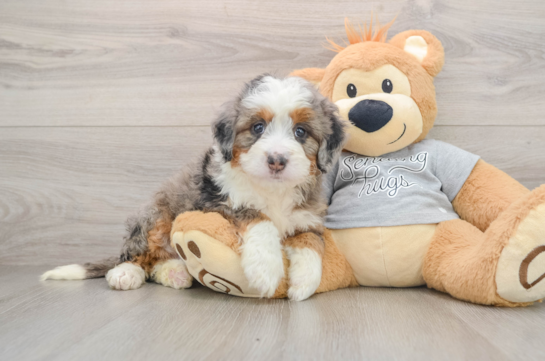 Adorable Mini Bernadoodle Poodle Mix Puppy