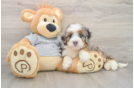 Fluffy Mini Bernedoodle Poodle Mix Pup