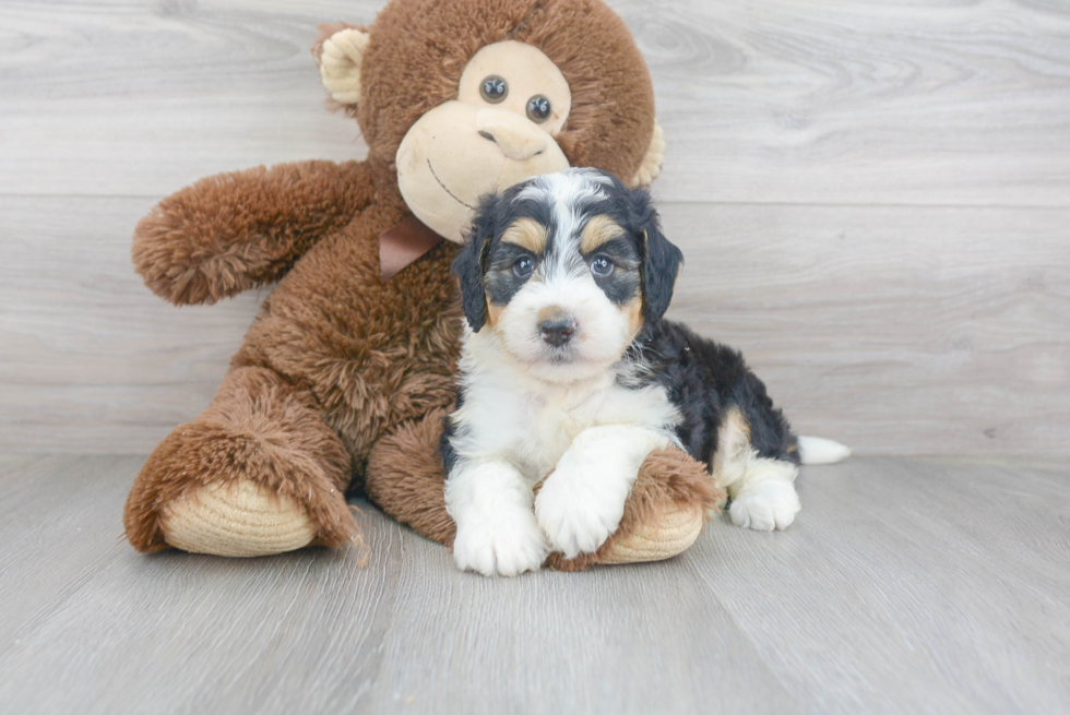 Mini Bernedoodle Pup Being Cute