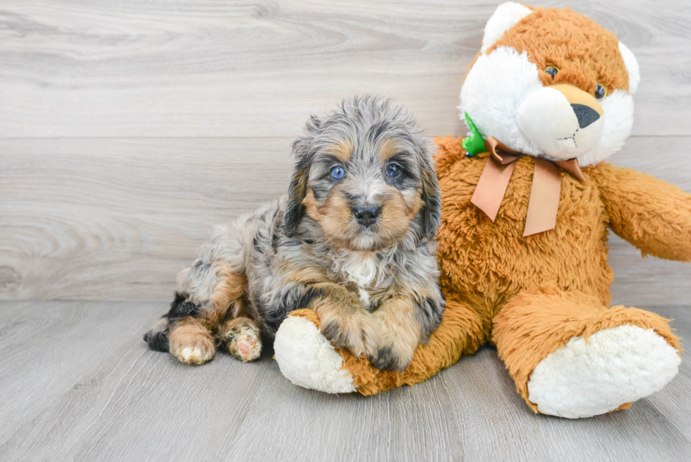 Best Mini Bernedoodle Baby