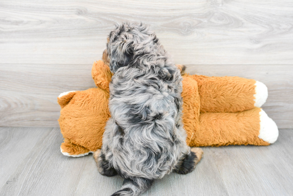 Sweet Mini Bernedoodle Baby