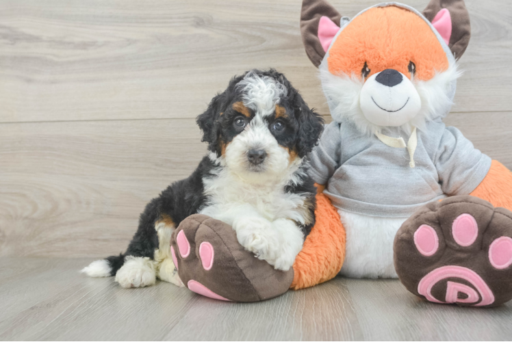 Best Mini Bernedoodle Baby