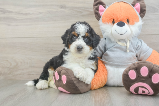 Best Mini Bernedoodle Baby