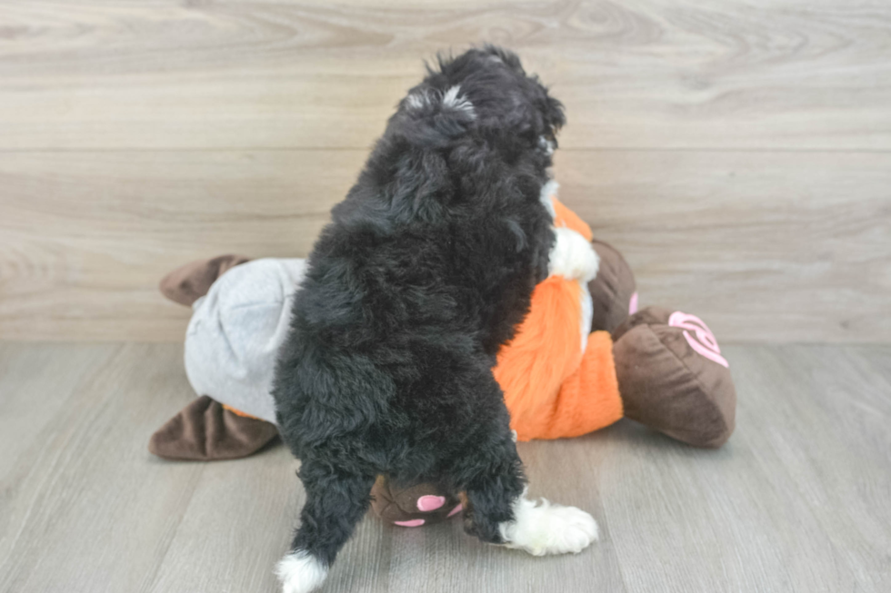 Fluffy Mini Bernedoodle Poodle Mix Pup