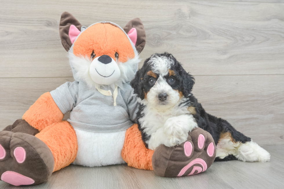 Cute Mini Bernedoodle Baby