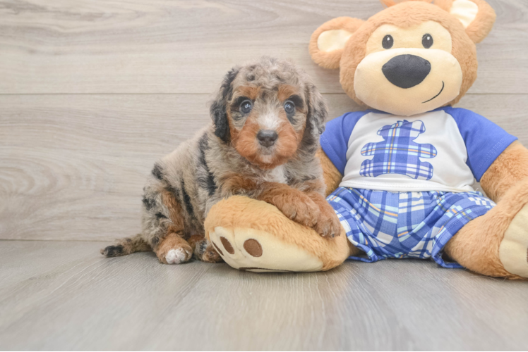 Mini Bernedoodle Puppy for Adoption
