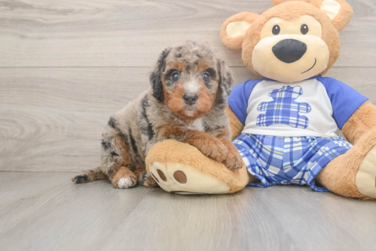 Mini Bernedoodle Puppy for Adoption
