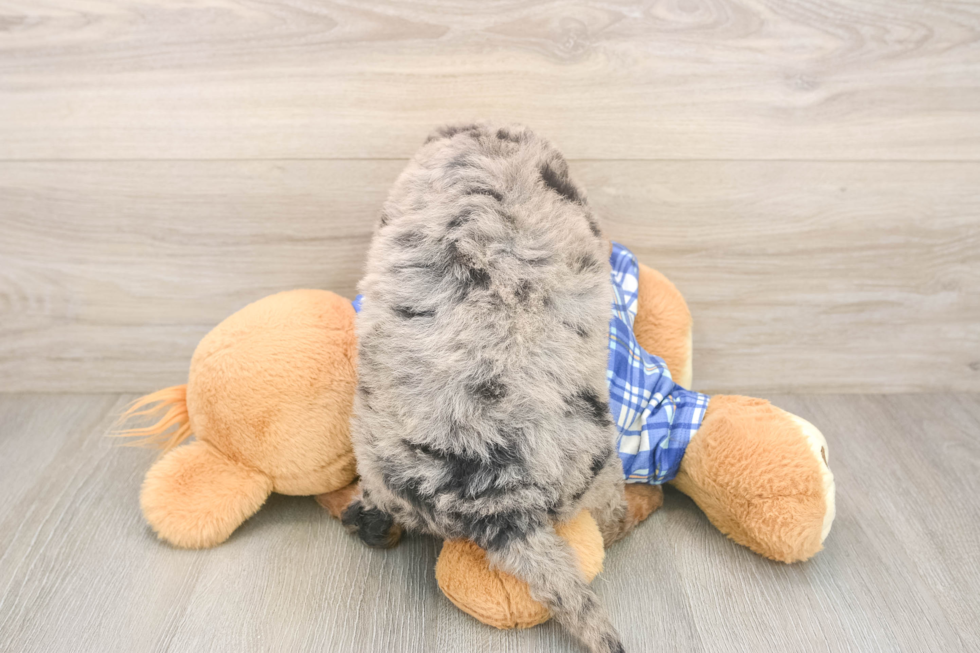 Sweet Mini Bernedoodle Baby