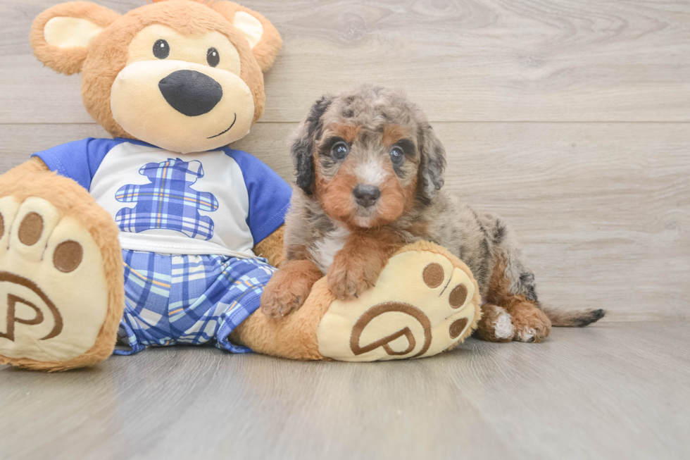 Best Mini Bernedoodle Baby
