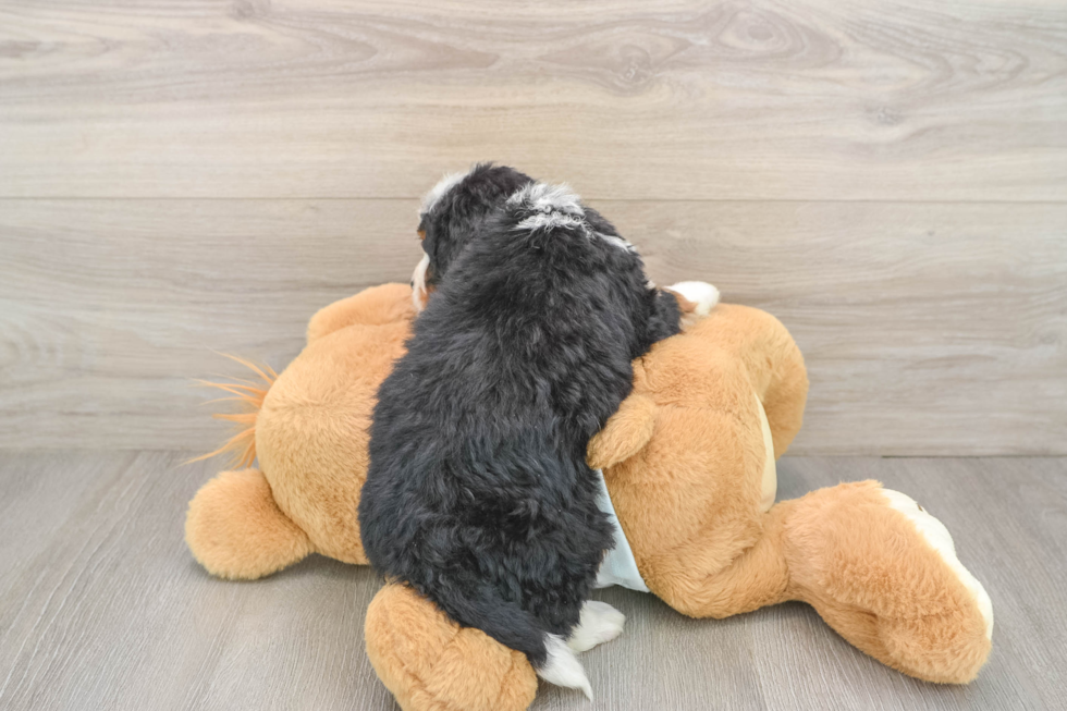 Cute Mini Bernedoodle Baby