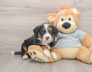 7 week old Mini Bernedoodle Puppy For Sale - Premier Pups