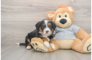 Mini Bernedoodle Puppy for Adoption