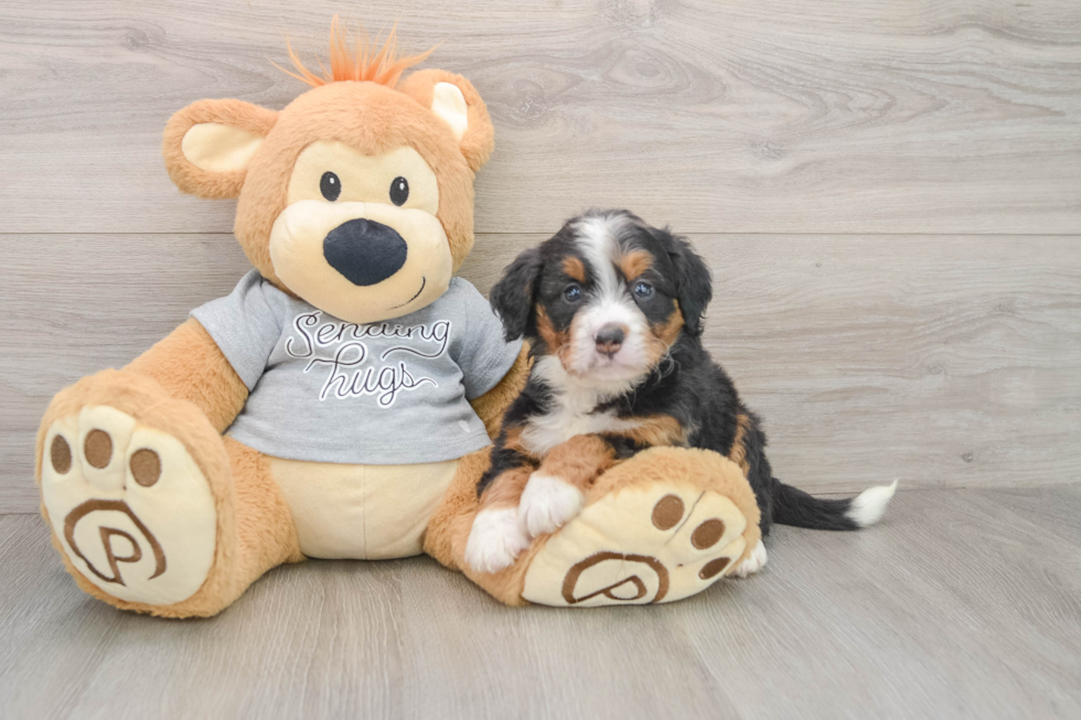 Mini Bernedoodle Pup Being Cute