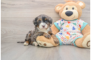 Adorable Mini Bernesepoo Poodle Mix Puppy