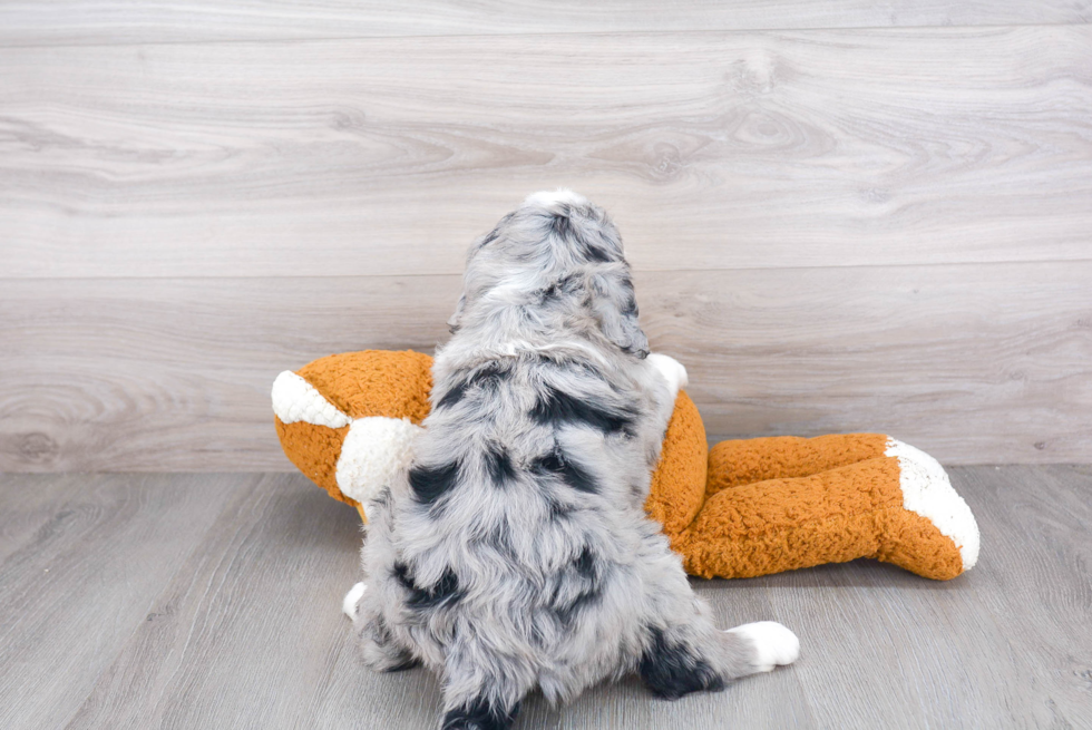 Cute Mini Bernedoodle Baby