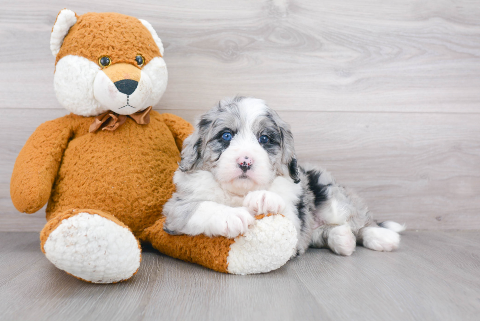 Playful Bernadoodle Poodle Mix Puppy