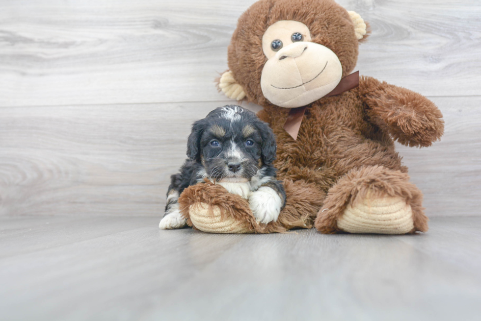 Mini Bernedoodle Puppy for Adoption