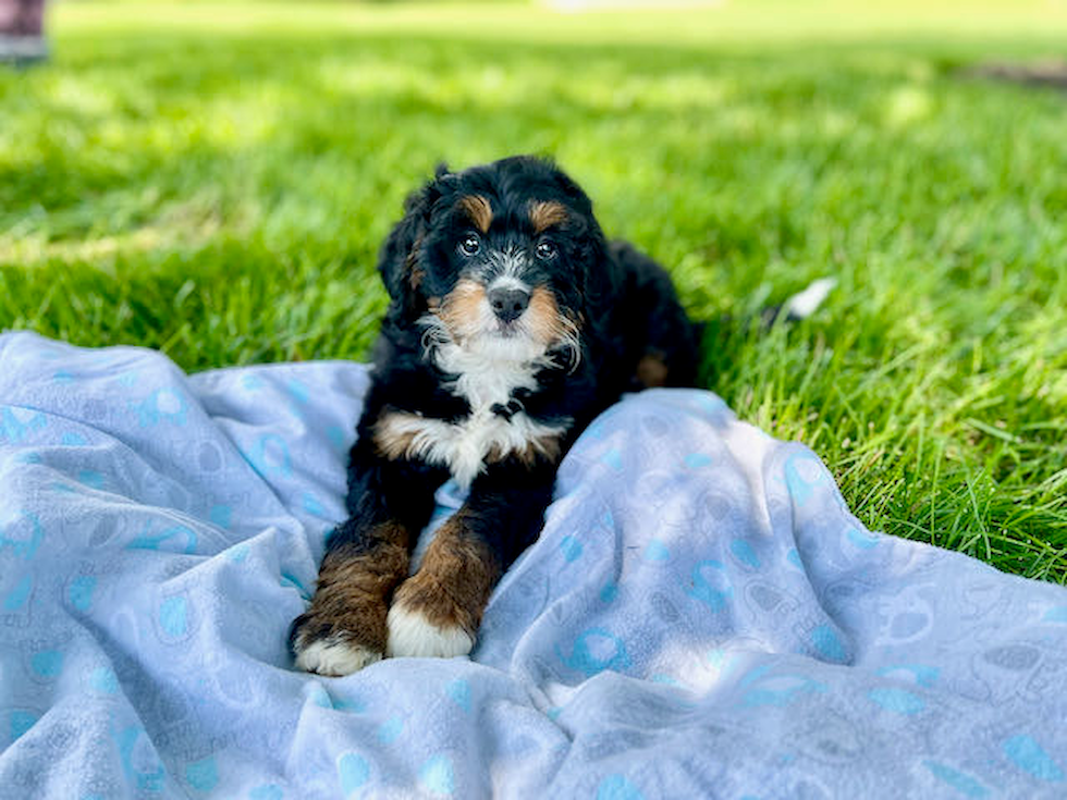 Hypoallergenic Bernadoodle Poodle Mix Puppy