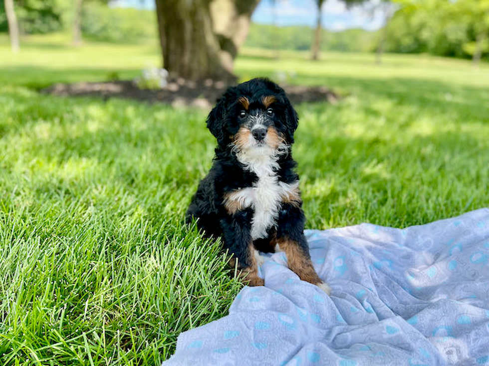Best Mini Bernedoodle Baby