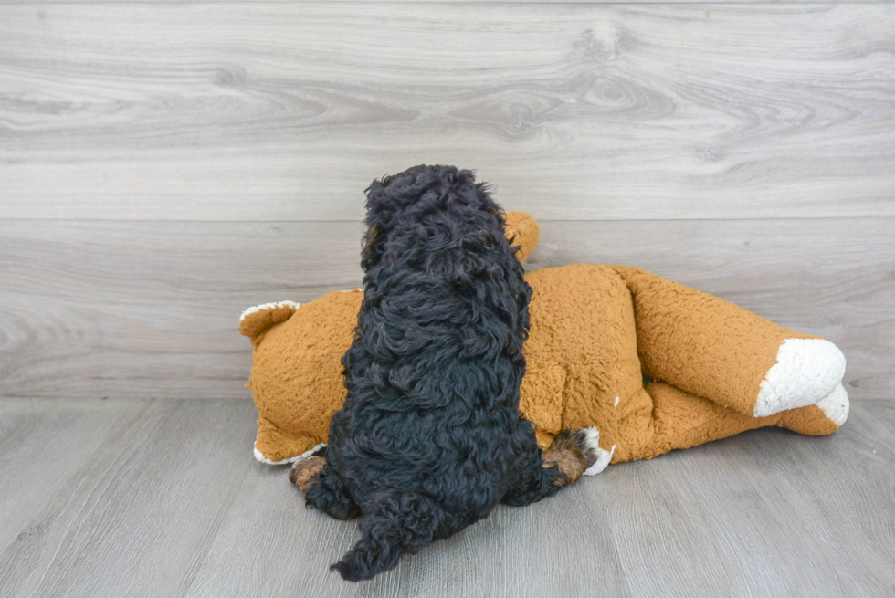 Mini Bernedoodle Pup Being Cute