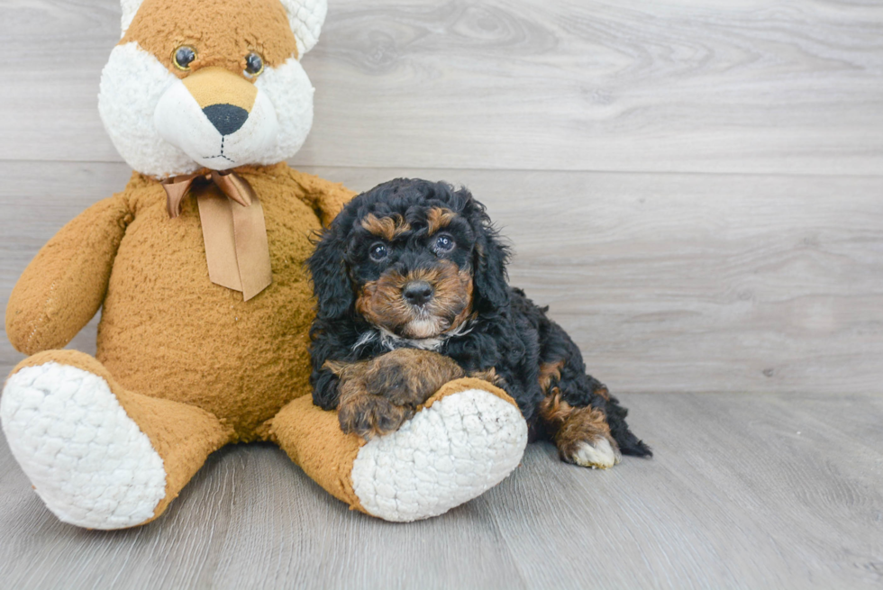 Happy Mini Bernedoodle Baby