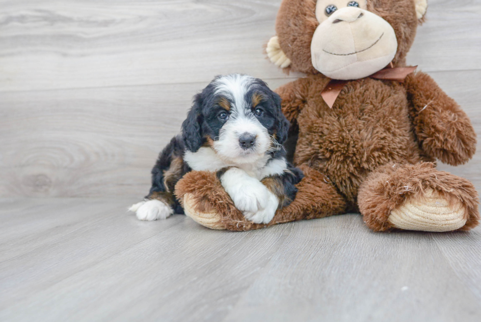 Sweet Mini Bernedoodle Baby