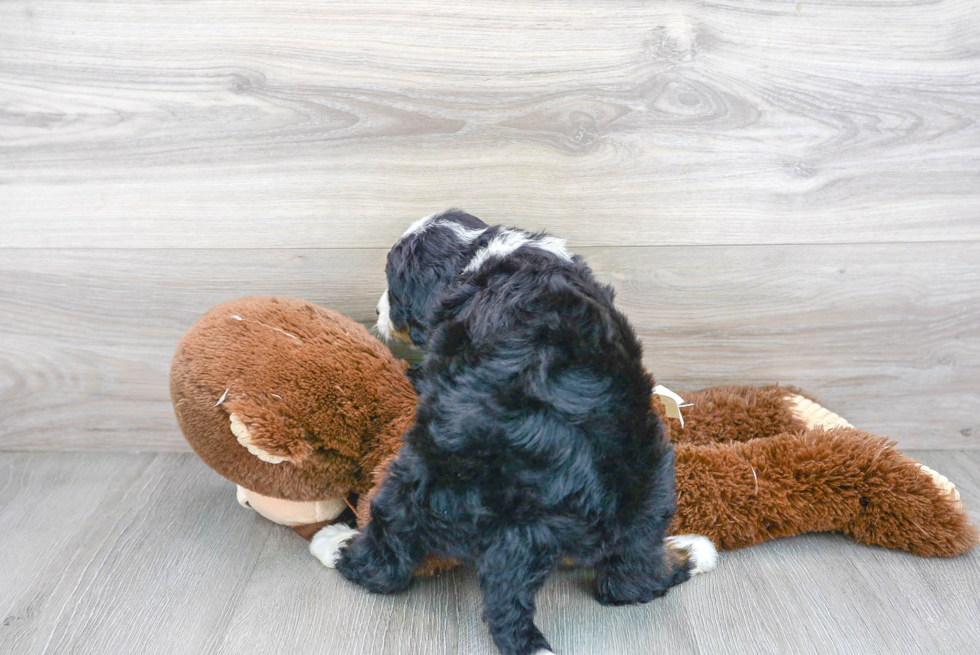 Mini Bernedoodle Pup Being Cute