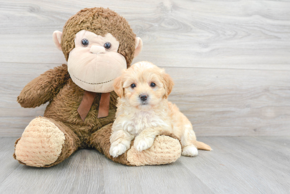 Best Mini Bernedoodle Baby