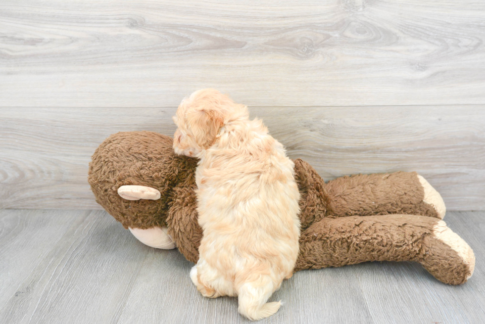 Small Mini Bernedoodle Baby