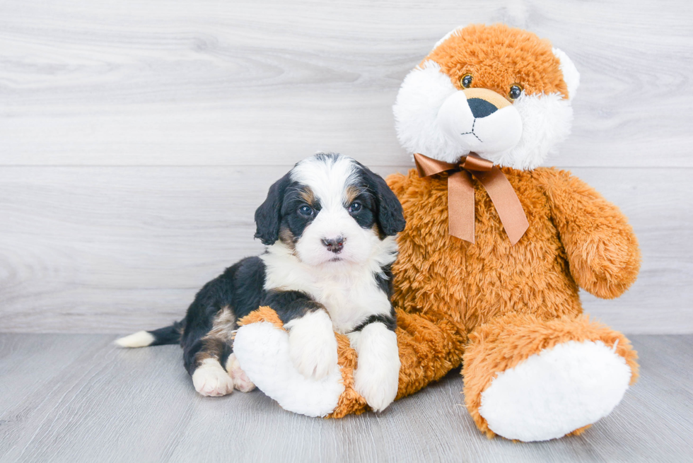 Mini Bernedoodle Pup Being Cute