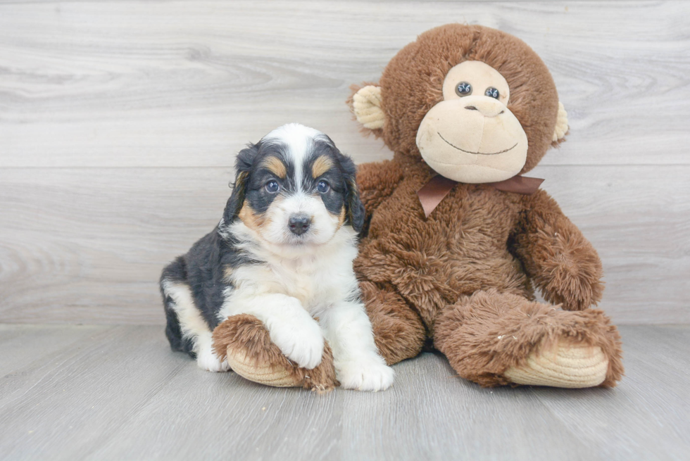 Mini Bernedoodle Pup Being Cute