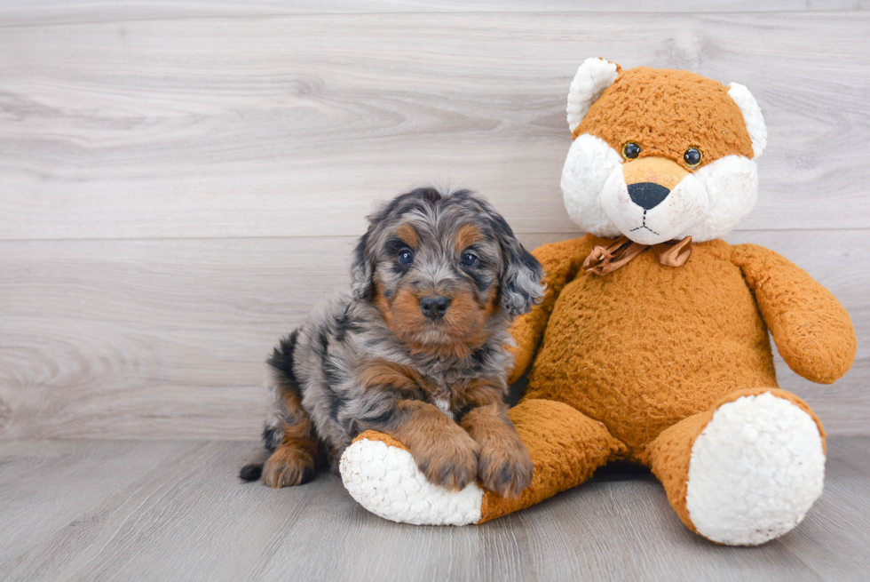 Hypoallergenic Mini Berniedoodle Poodle Mix Puppy
